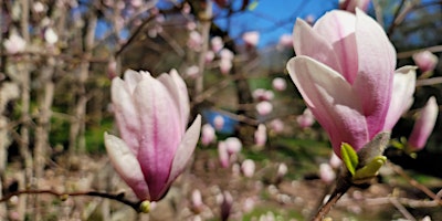 Hauptbild für Spring Dendrology Workshop