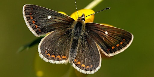 Northern Brown Argus Butterfly Monitoring  primärbild