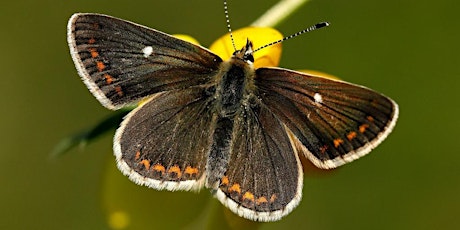 Northern Brown Argus Butterfly Monitoring