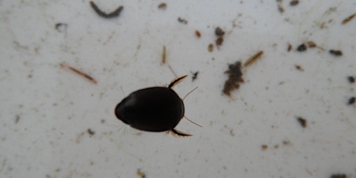 Primaire afbeelding van Identifying water beetles