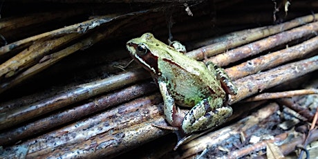 Imagem principal de Amphibian Walk