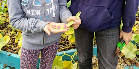 Atelier de conservation des semences/seed saving workshop primary image