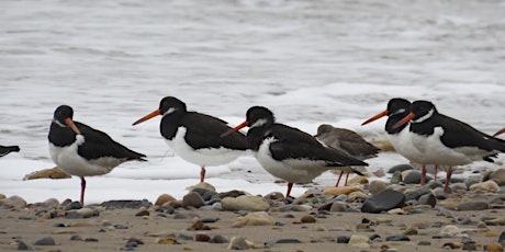 Birds of the Bay primary image