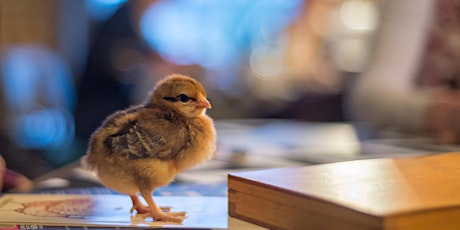 Wild Life Drawing: Chicks and Ducklings