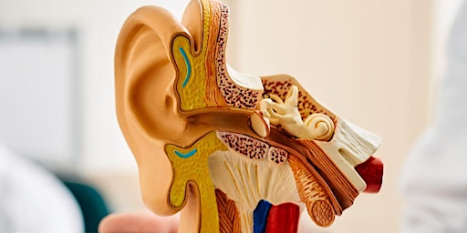 Primaire afbeelding van Adult Aural Rehabilitation Group (Cochlear Implant Users)