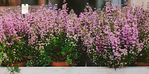 Hauptbild für Native Plant Sale (Online)