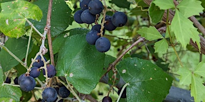 Hauptbild für Wildchild Medicines Wildcrafting Workshop Series: Wild Mustang Grapes