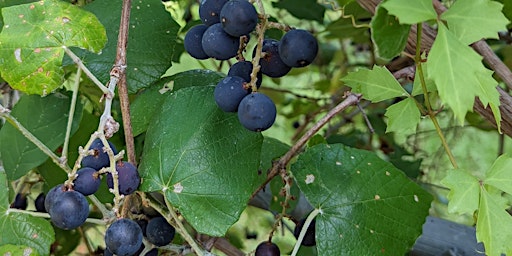 Imagen principal de Wildchild Medicines Wildcrafting Workshop Series: Wild Mustang Grapes