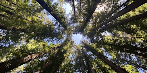 Immagine principale di A Breath of Fresh Air- Breathwork in the Redwoods 