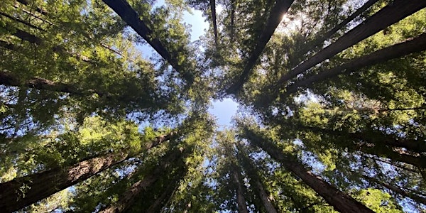 A Breath of Fresh Air- Breathwork in the Redwoods