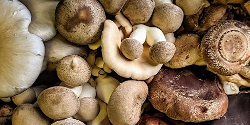 Hauptbild für Cultivating Edible Mushrooms at Home