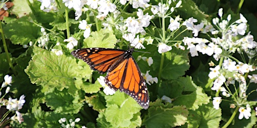Imagem principal de Workshop: Butterfly and Moth Garden