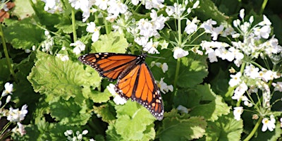 Hauptbild für Workshop: Butterfly and Moth Garden