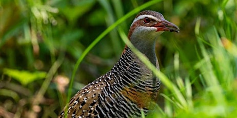 Imagem principal do evento Evatt Park Buff Banded Rail Habitat Planting