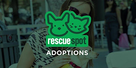 Pacific Pups Rescue - KITTEN Adoption! primary image