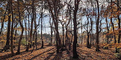 Immagine principale di Forest Bathing  at Broadland Country Park 