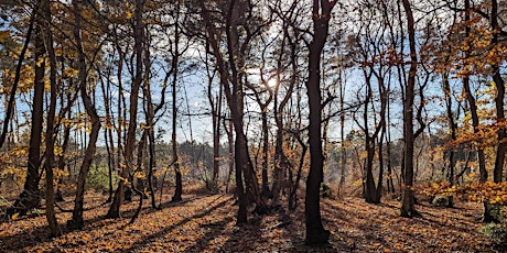 Forest Bathing  at Broadland Country Park