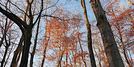 Bosbaden / Shinrin-Yoku / Forest Bathing - Edense Bos, Ede