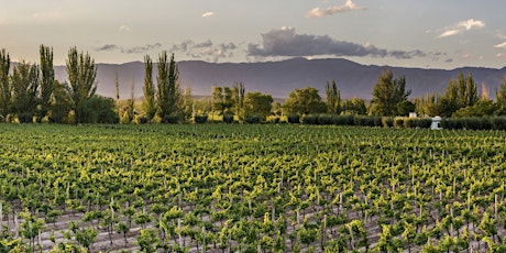 Wines of Argentina primary image