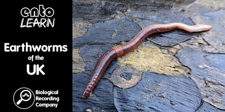 Earthworms of the UK