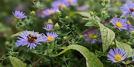 Habitat Advocate: Building Biodiversity in Our Community primary image