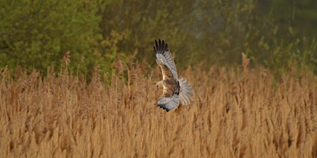 Morning on the Marshes: Spring Migrations ECC 2801