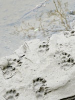 NWT Sweet Briar Marshes: Tracks, trails, hoofs and tails  primärbild