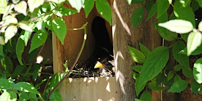 Hauptbild für Free Wild Banbury - Build a Bird Box Event - Afternoon session