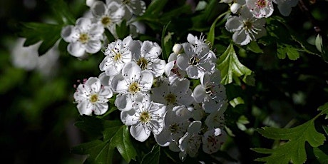 Wild Medicine Walk - The darling buds of May