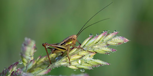 Primaire afbeelding van NWT Sweet Briar Marshes: Marvellous minibeasts