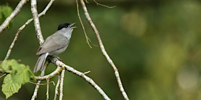 Image principale de NWT Sweet Briar Marshes:  The not so early bird