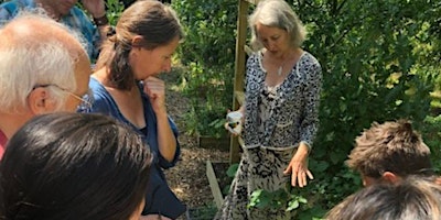 Primaire afbeelding van Foraging and Natural Medicine