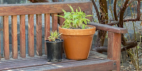 California Native Plant Container Gardening with Flora Ito primary image