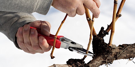 Pruning Demonstration primary image