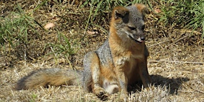 Spotting Foxes on Santa Cruz Island primary image