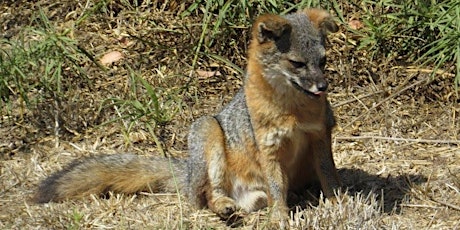 Spotting Foxes on Santa Cruz Island