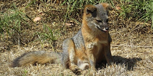 Hauptbild für Spotting Foxes on Santa Cruz Island