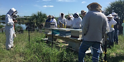 Image principale de Beekeeping 101: Getting Started with Your First Hive