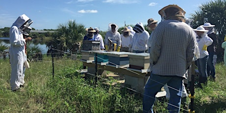 Beekeeping 101: Getting Started with Your First Hive