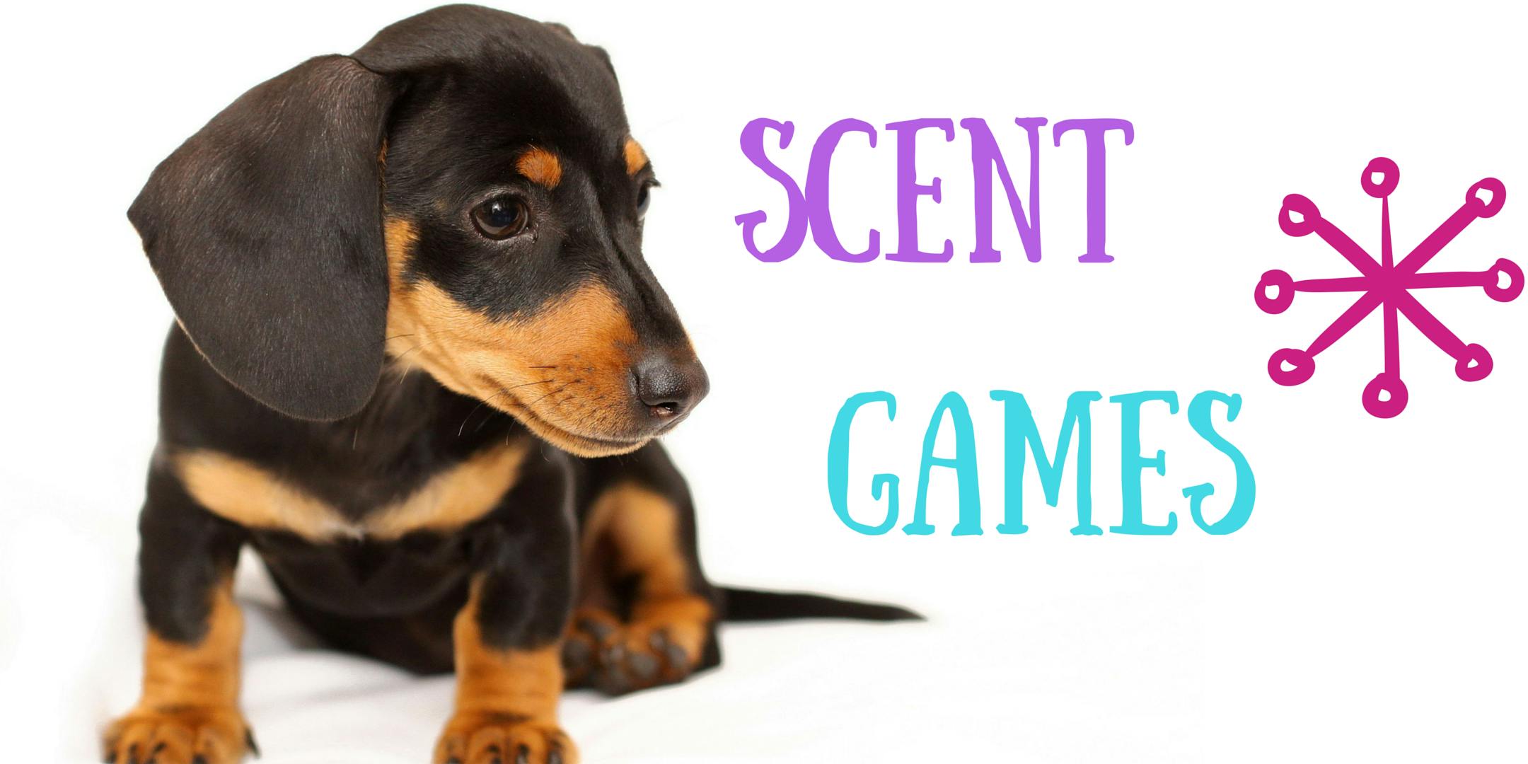 Scent & Nose-Work, Sunday DSPCA