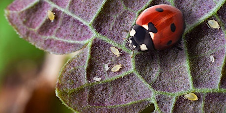 Biorational Pesticides: Eco-Friendly Pest Control (webinar)