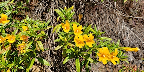 Wildflower Hike - Mitchell Canyon