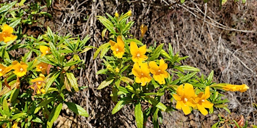 Imagem principal do evento Wildflower Hike - Mitchell Canyon