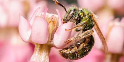 Imagem principal de Bees of the Suncoast