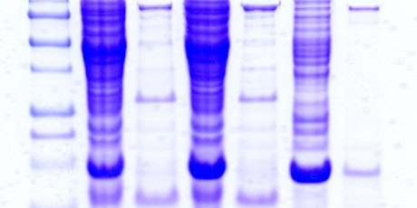 Image principale de Lab Skills Night: Protein Gels