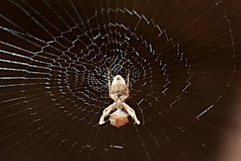 Image principale de Spinning in the Dark: Spider web-building, from behavior to brain anatomy