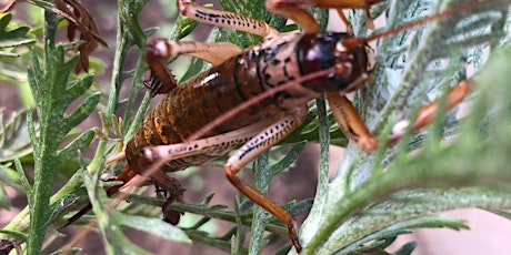 Tamariki Imagination: Insects