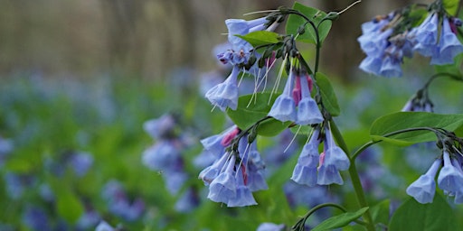 Bluebell Festival primary image