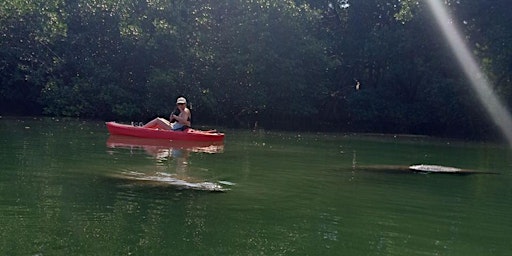 Primaire afbeelding van Manatee Season Guided Paddle Tour