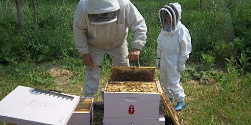 Imagem principal do evento Is Beekeeping for Me? - Online Anytime